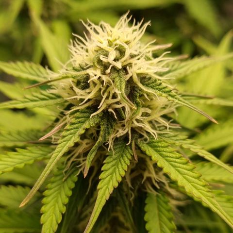 Bubble Kush Auto growlog timeline photo