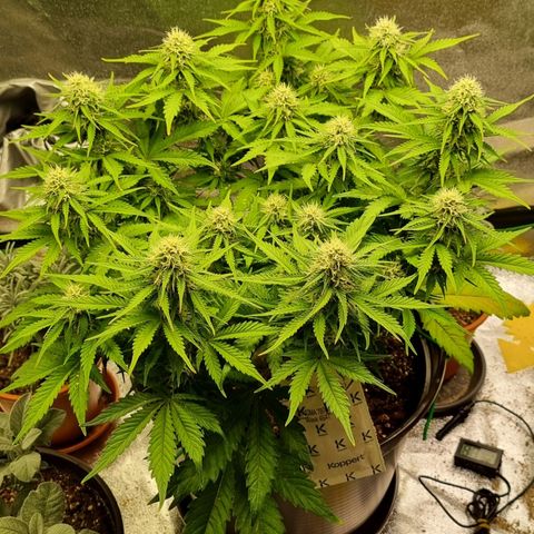 Bubble Kush Auto growlog timeline photo