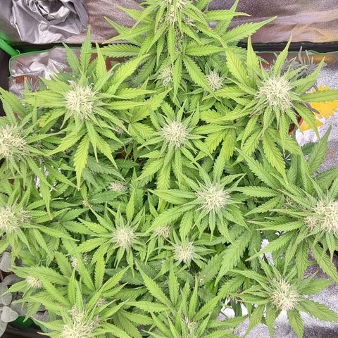 Bubble Kush Auto growlog timeline photo