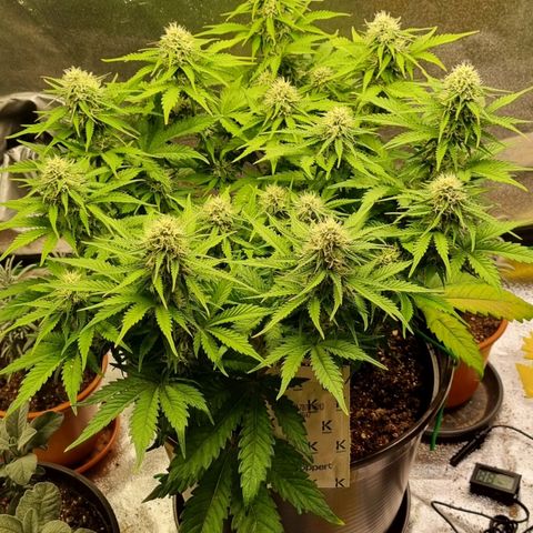 Bubble Kush Auto growlog timeline photo