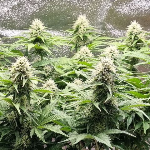 Bubble Kush Auto growlog timeline photo