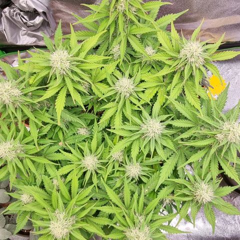 Bubble Kush Auto growlog timeline photo