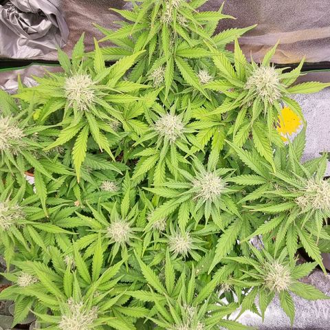 Bubble Kush Auto growlog timeline photo