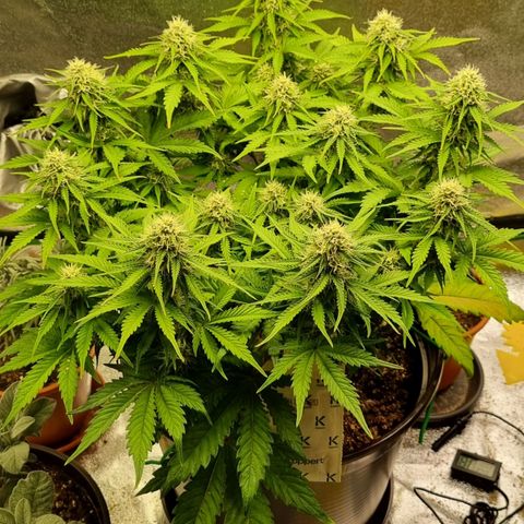 Bubble Kush Auto growlog timeline photo