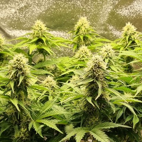 Bubble Kush Auto growlog timeline photo