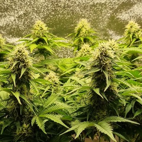 Bubble Kush Auto growlog timeline photo