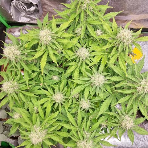 Bubble Kush Auto growlog timeline photo