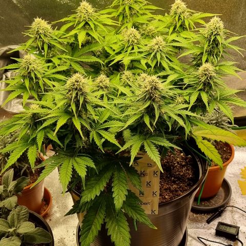 Bubble Kush Auto growlog timeline photo