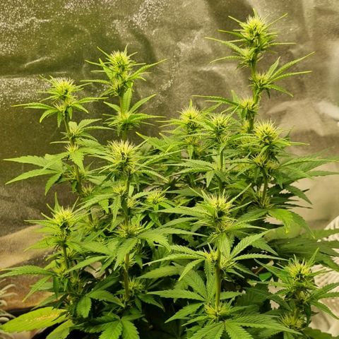 GOAT'lato Auto growlog timeline photo