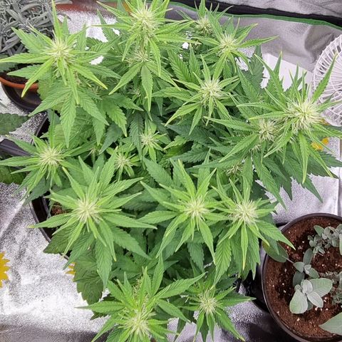 GOAT'lato Auto growlog timeline photo