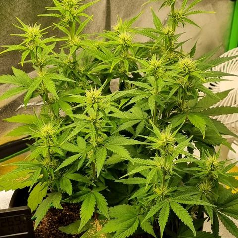 GOAT'lato Auto growlog timeline photo