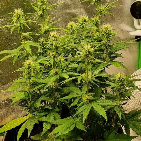 GOAT'lato Auto growlog timeline photo