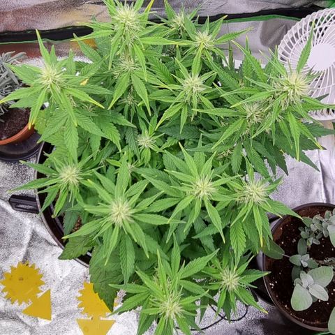 GOAT'lato Auto growlog timeline photo