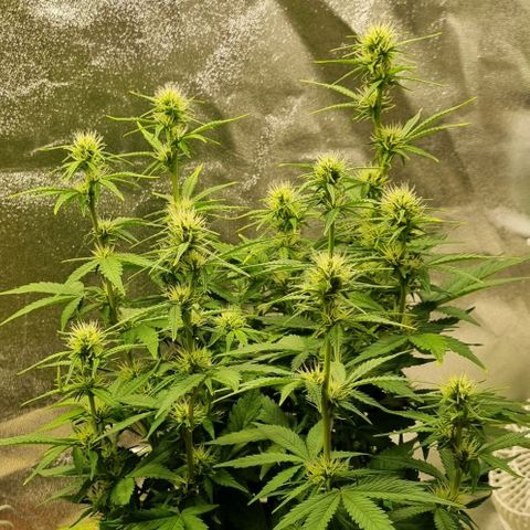 GOAT'lato Auto growlog timeline photo