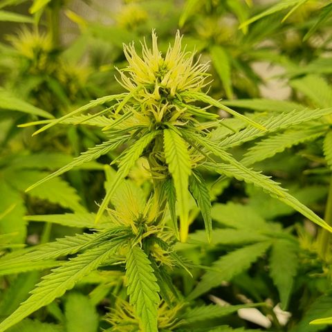 GOAT'lato Auto growlog timeline photo