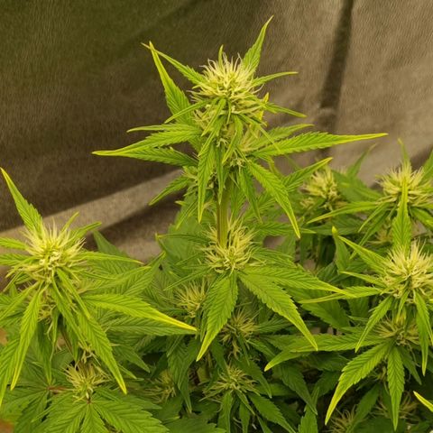 GOAT'lato Auto growlog timeline photo
