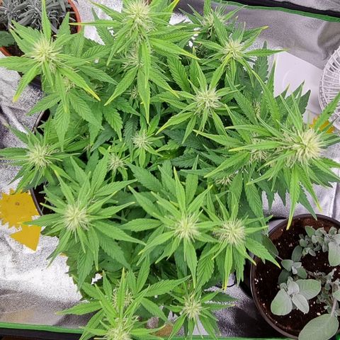 GOAT'lato Auto growlog timeline photo