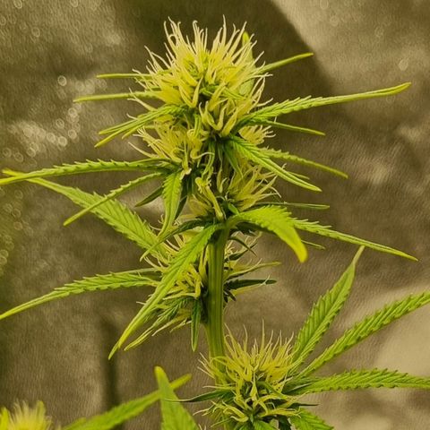 GOAT'lato Auto growlog timeline photo