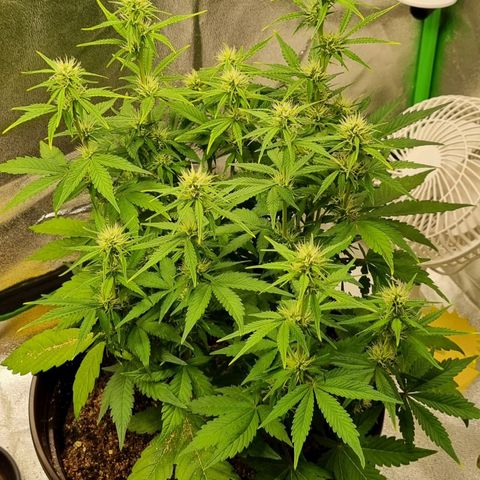 GOAT'lato Auto growlog timeline photo
