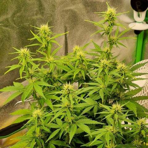 GOAT'lato Auto growlog timeline photo