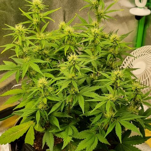 GOAT'lato Auto growlog timeline photo