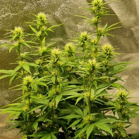 GOAT'lato Auto growlog timeline photo