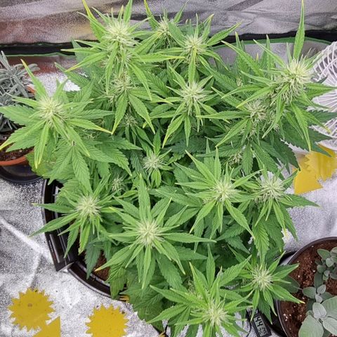 GOAT'lato Auto growlog timeline photo