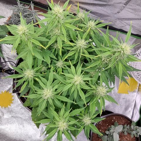 GOAT'lato Auto growlog timeline photo
