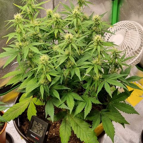 GOAT'lato Auto growlog timeline photo