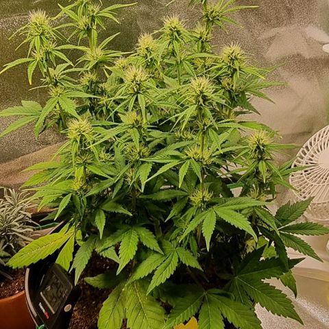GOAT'lato Auto growlog timeline photo