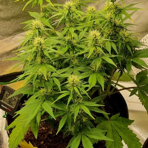 GOAT'lato Auto growlog timeline photo