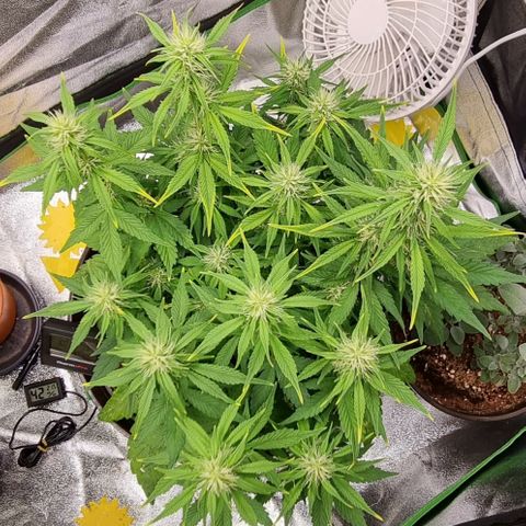 GOAT'lato Auto growlog timeline photo
