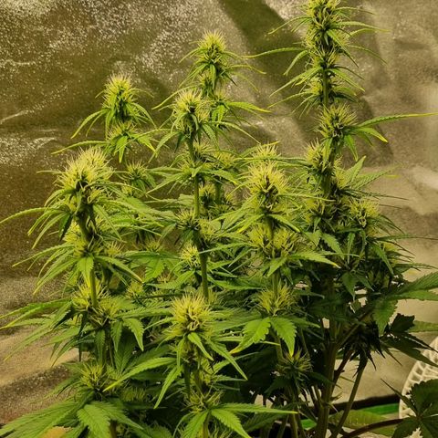 GOAT'lato Auto growlog timeline photo