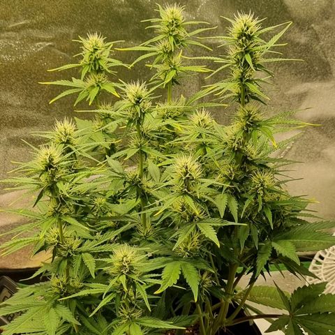GOAT'lato Auto growlog timeline photo