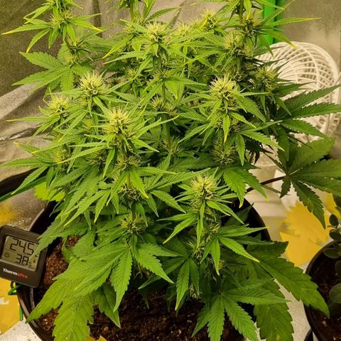 GOAT'lato Auto growlog timeline photo