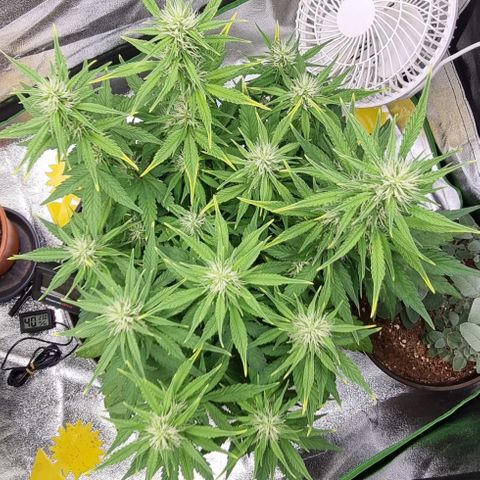 GOAT'lato Auto growlog timeline photo