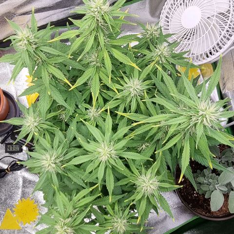 GOAT'lato Auto growlog timeline photo