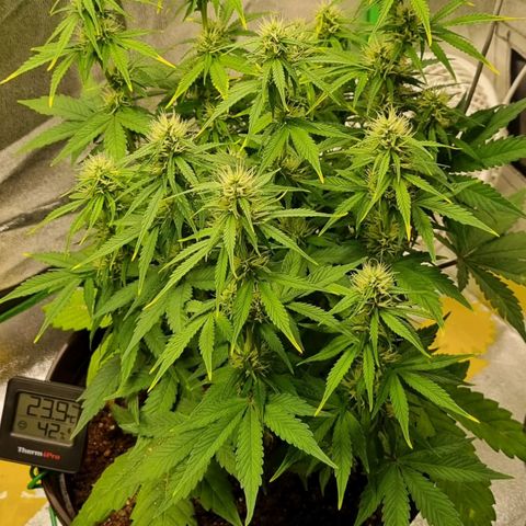 GOAT'lato Auto growlog timeline photo