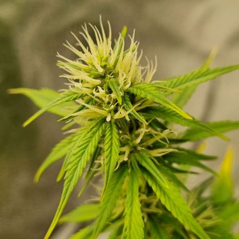 GOAT'lato Auto growlog timeline photo