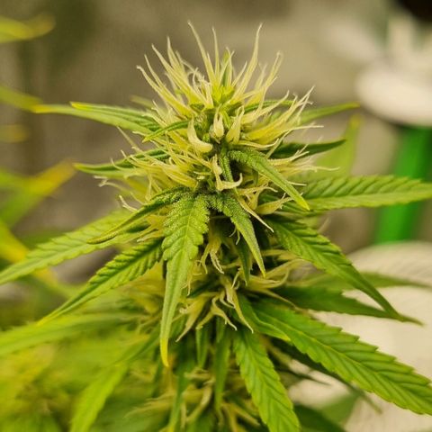 GOAT'lato Auto growlog timeline photo