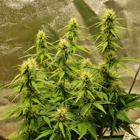 GOAT'lato Auto growlog timeline photo