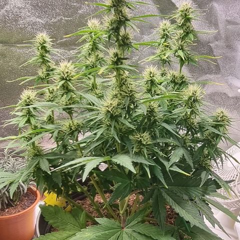 GOAT'lato Auto growlog timeline photo