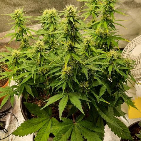 GOAT'lato Auto growlog timeline photo