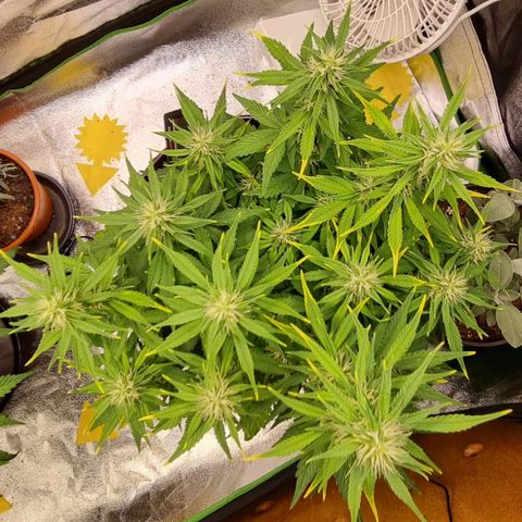 GOAT'lato Auto growlog timeline photo