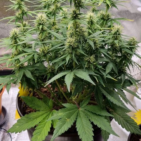 GOAT'lato Auto growlog timeline photo