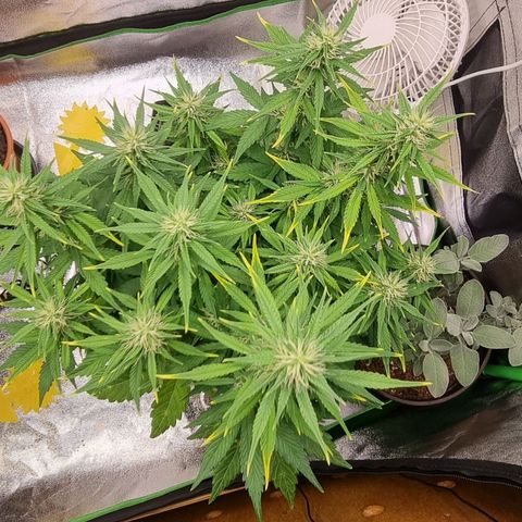 GOAT'lato Auto growlog timeline photo