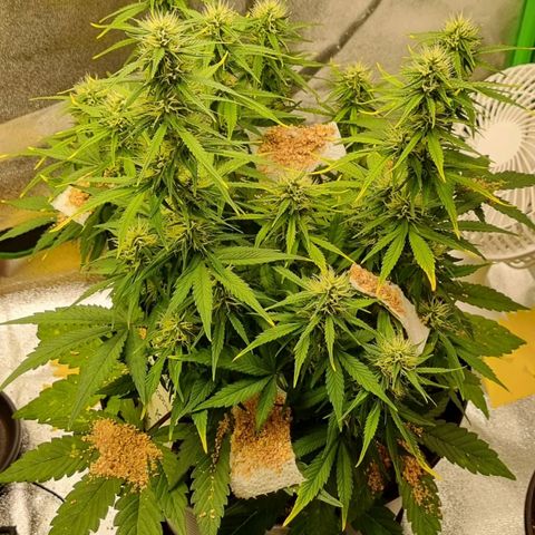 GOAT'lato Auto growlog timeline photo
