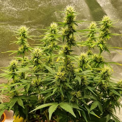 GOAT'lato Auto growlog timeline photo
