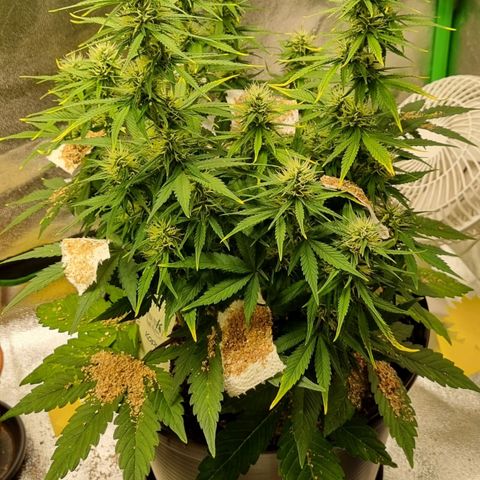 GOAT'lato Auto growlog timeline photo