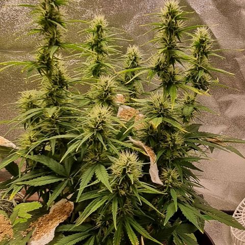 GOAT'lato Auto growlog timeline photo